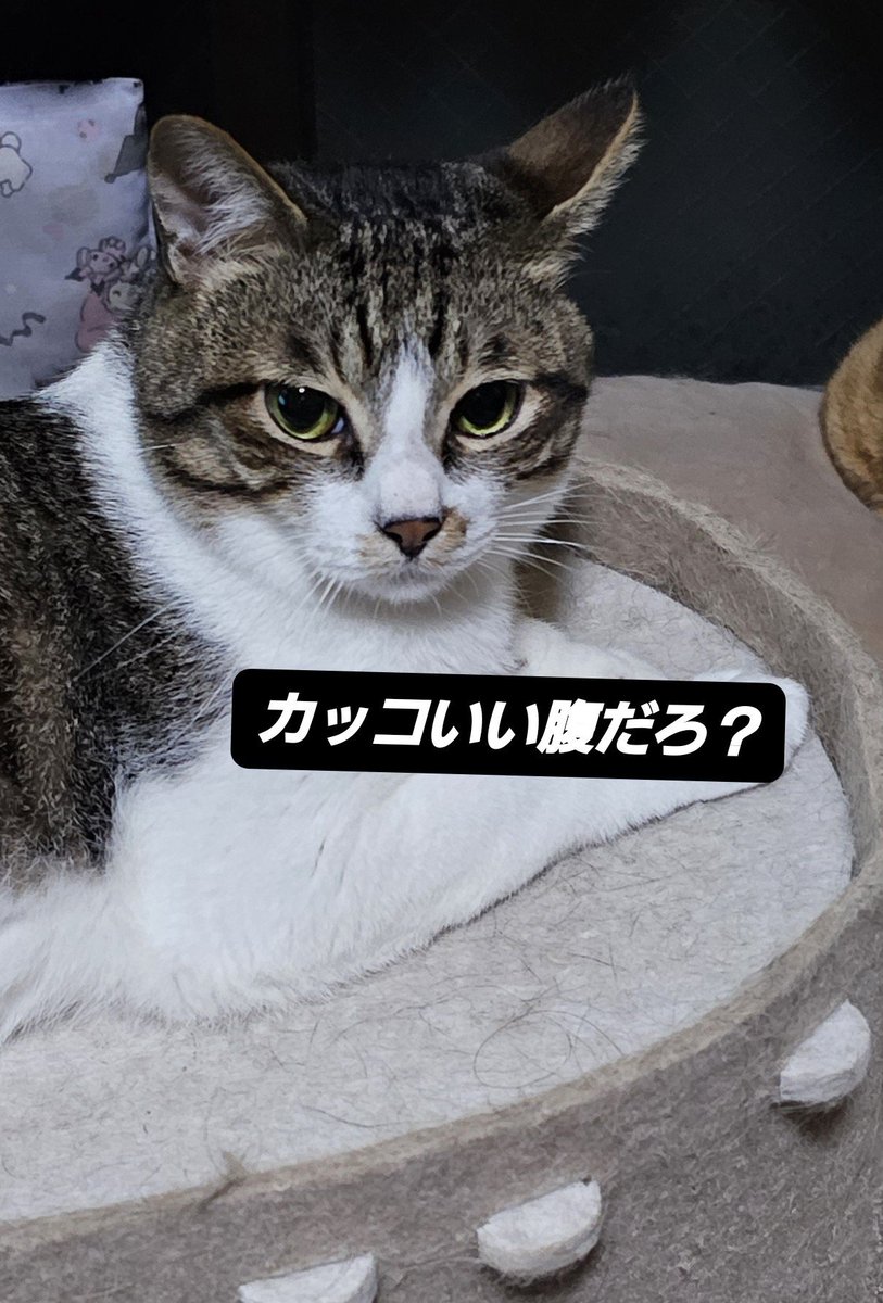 FsecYaHoUyXP9kI's tweet photo. ←生後約3ヶ月(ΦωΦ)
　　　　3才NOW(ΦωΦ)→

順調に成長している・・・腹🐷ദി ᴖ ·̫ ᴖ ) https://t.co/W6BaxDIqpc