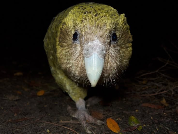 tired_ibis's tweet photo. the green crature is too close for comfort. https://t.co/6Lk4weRAQX