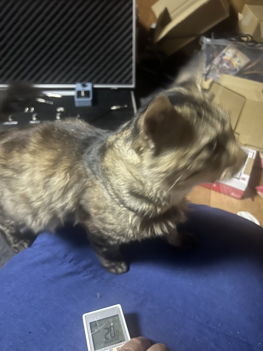 andyguitar_hat's tweet photo. こらこらこらこら
ボードで爪研いだらいけんのんで？ https://t.co/UjlwVOF8tN