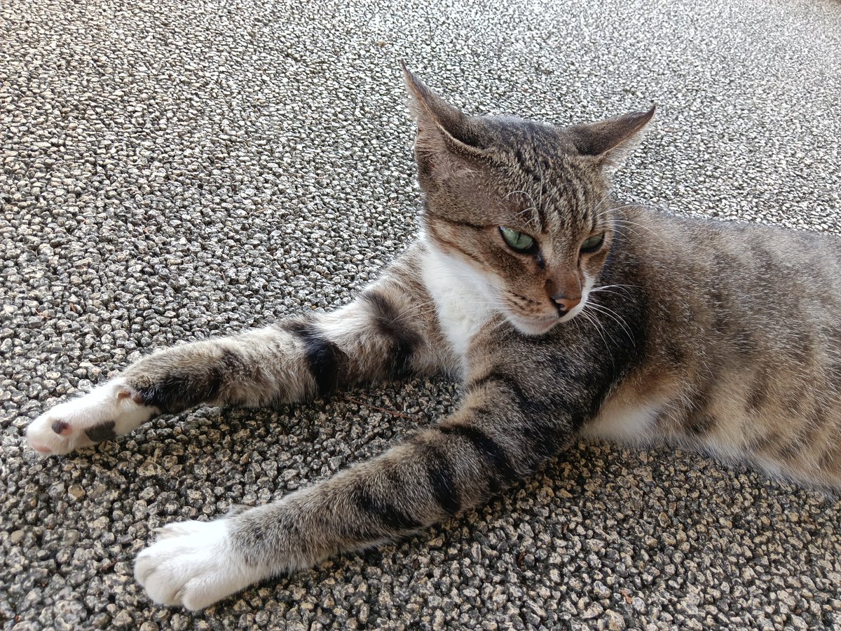 hatajohnny's tweet photo. #テイキンザクラ https://t.co/a9a0AeJxxz