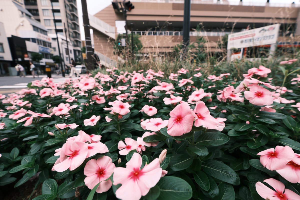 senchan_0323's tweet photo. #XE5 #FUJIFILMXE5 #XF1024mm #fujifilm_xseries #fujifilm #SOOC #富士フイルム #写真好きな人と繋がりたい https://t.co/tbifUP1Vqm