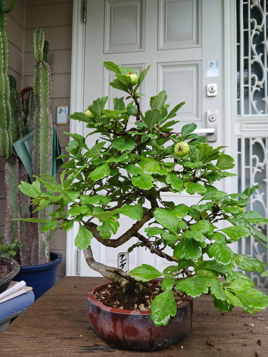 bonsai82_jiji's tweet photo. 根伏せのサンザシです。根を利用しました。 https://t.co/MZQVgNd5rf