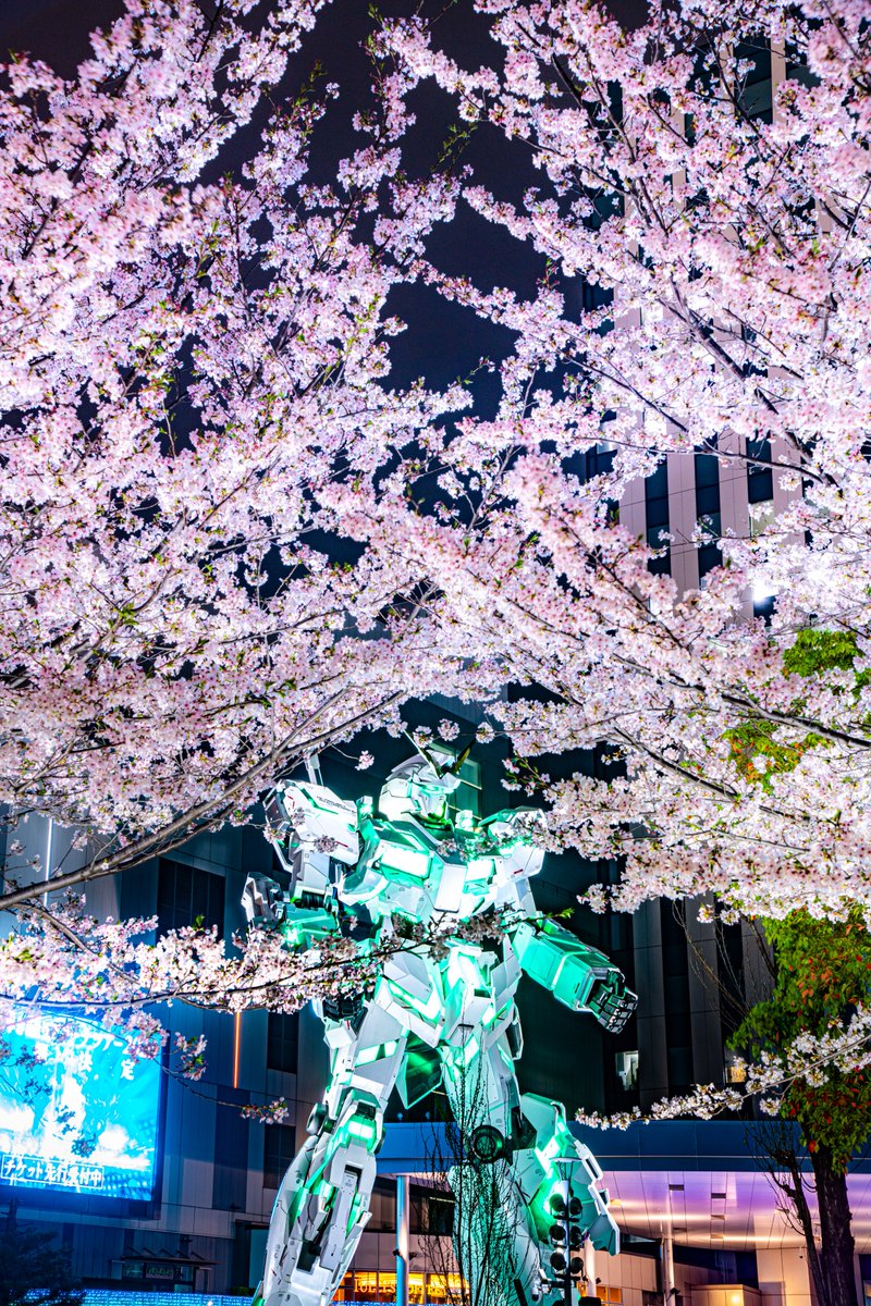 haskap1017's tweet photo. 月、雪、雨、桜。
ユニコーンガンダムとの思い出写真を。 https://t.co/cb3tvxYWos