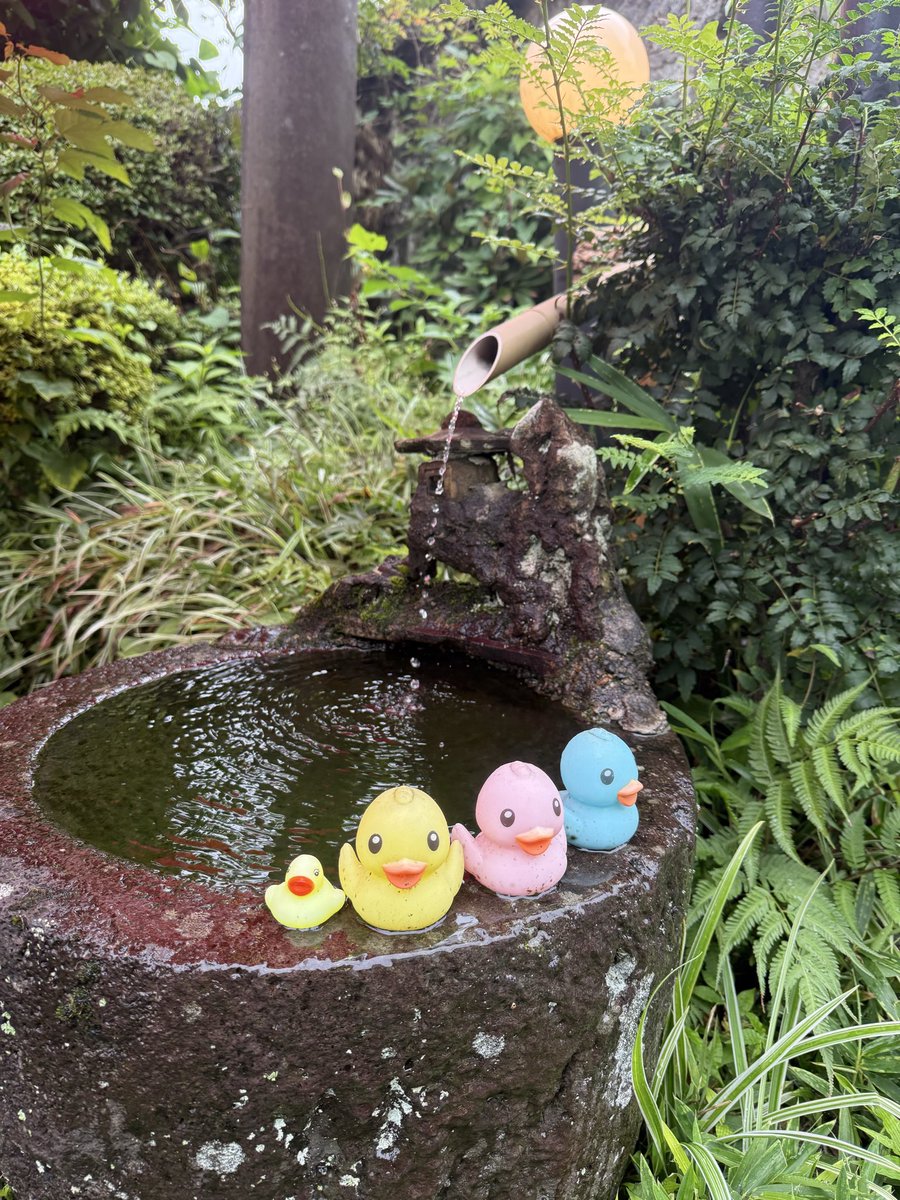 NKore5022's tweet photo. ひよこだね https://t.co/SREz6Jat3T