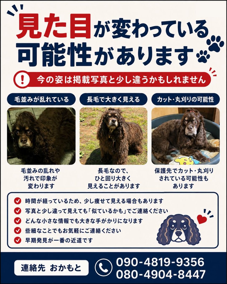 ano_mama10150's tweet photo. 🆘️あのを探してます🆘️

7/2神奈川県綾瀬市の自宅から行方不明になっているあのを探してます。
2ヶ月近くになってしまい、
もしかしたら保護して下さっている可能性もあります。
風貌が変わっている可能性もあります。
見かけた方、保護して下さっている方
どうか連絡下さい。
お願いします。 https://t.co/Wtea2yf8qT