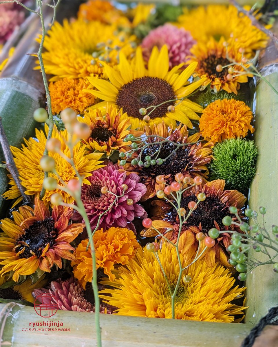 ryushijinja's tweet photo. 🌻9月の花手水、装いを新たにしました🌻
今月もtsumuguさんにご協力いただき、花手水を新しく入れ替えました！
鮮やかな黄色や橙、やわらかな紫色の花々が竹の青みに美しく映え、夏から秋へと移ろう季節を映したような花手水となりました。

#立志神社
#滋賀県
#神社
#観光
#花手水 https://t.co/C8AHPMNOoV