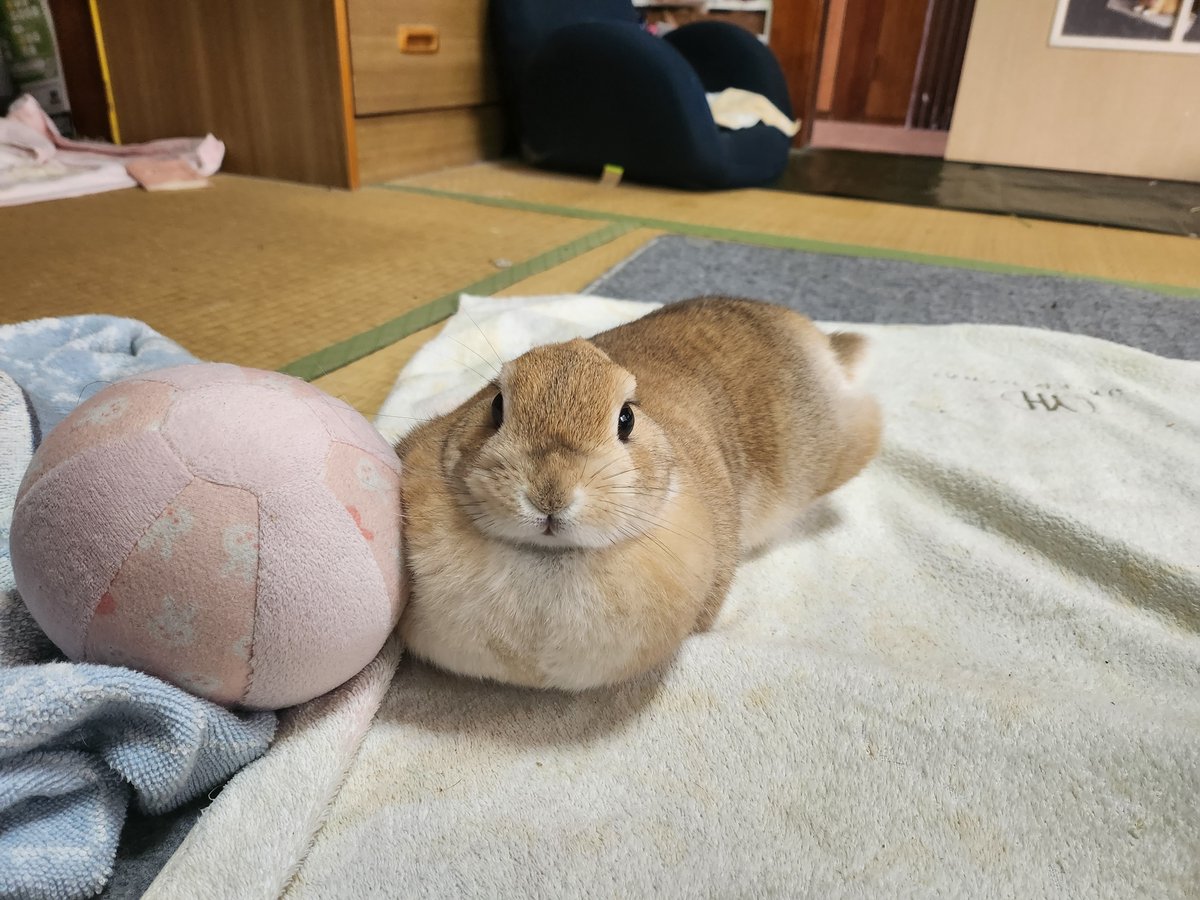 qkgpso4tQw85289's tweet photo. 【うさぎ】

部屋にカワウソがいるぞ https://t.co/AW6n0nRl6M