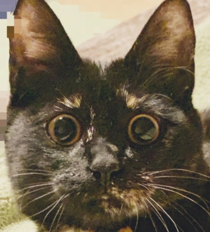 subkusopen's tweet photo. ねこの写真は画質が悪い方がいいとされている
見てくれてありGATO https://t.co/6Ymb7NLYQS