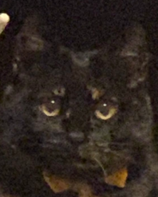 subkusopen's tweet photo. ねこの写真は画質が悪い方がいいとされている
見てくれてありGATO https://t.co/6Ymb7NLYQS
