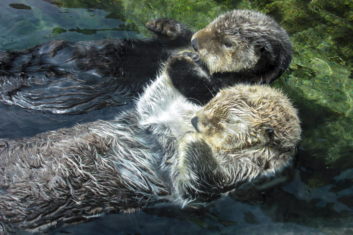 zoozoomertv's tweet photo. Sea Otters

Sea otters often hold hands (or wrap themselves in kelp) while they sleep so they don’t drift apart with the current. Groups of floating otters are called “rafts,” and the largest recorded raft had around 2,000 animals. https://t.co/rZP0YZYwPp