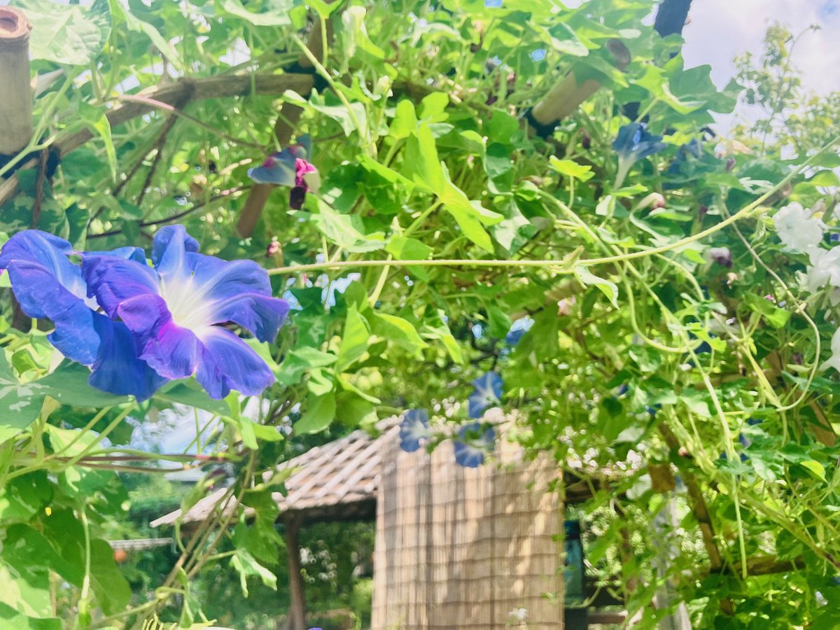 MukoujimaGarden's tweet photo. 本日は「虫ききの会」最終日。「虫細工教室」（10時～と14時～）や「鳴く虫の展示」（16時～）、放虫式（17時～）、昔あそびの水てっぽうなど盛り沢山です。皆様のお越しをお待ちしております。

#向島百花園　#虫ききの会 https://t.co/hS8mRnMnTc
