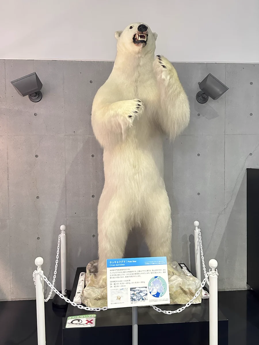 シロクマ剥製 河崎淳 on X: 