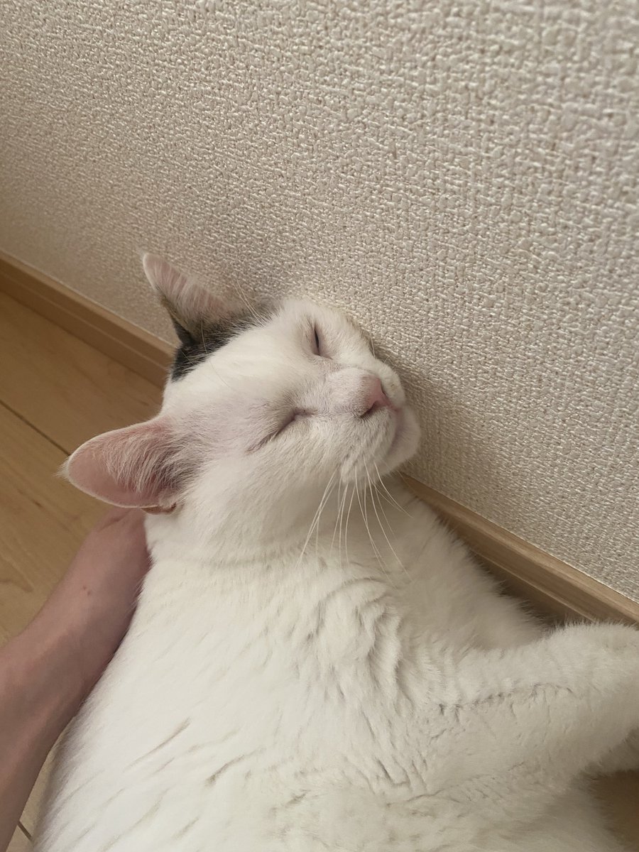 _wpwpwp_'s tweet photo. 🐾 https://t.co/sZIrbYFEMo