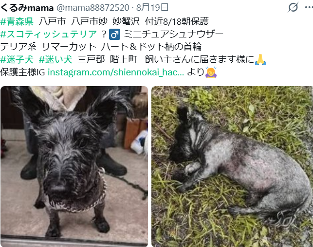 mama88872520's tweet photo. 無事お家に帰れたそうです🎉
皆様、ありがとうございました✨
#青森県  #八戸市  #迷子犬 https://t.co/eCpY31zh4b
