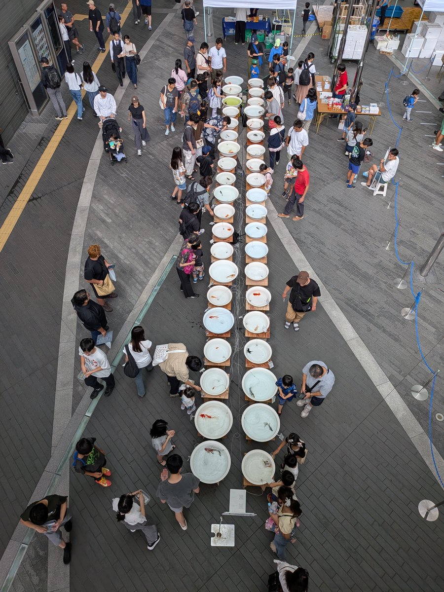 shiroutokingyo's tweet photo. 素人金魚名人戦、スタートしました！
昨年同様、バスロータリー側、31アイスクリームさんの前でやってます！
沢山のご来場、お待ちしております！ https://t.co/Kbb7Oqsutx