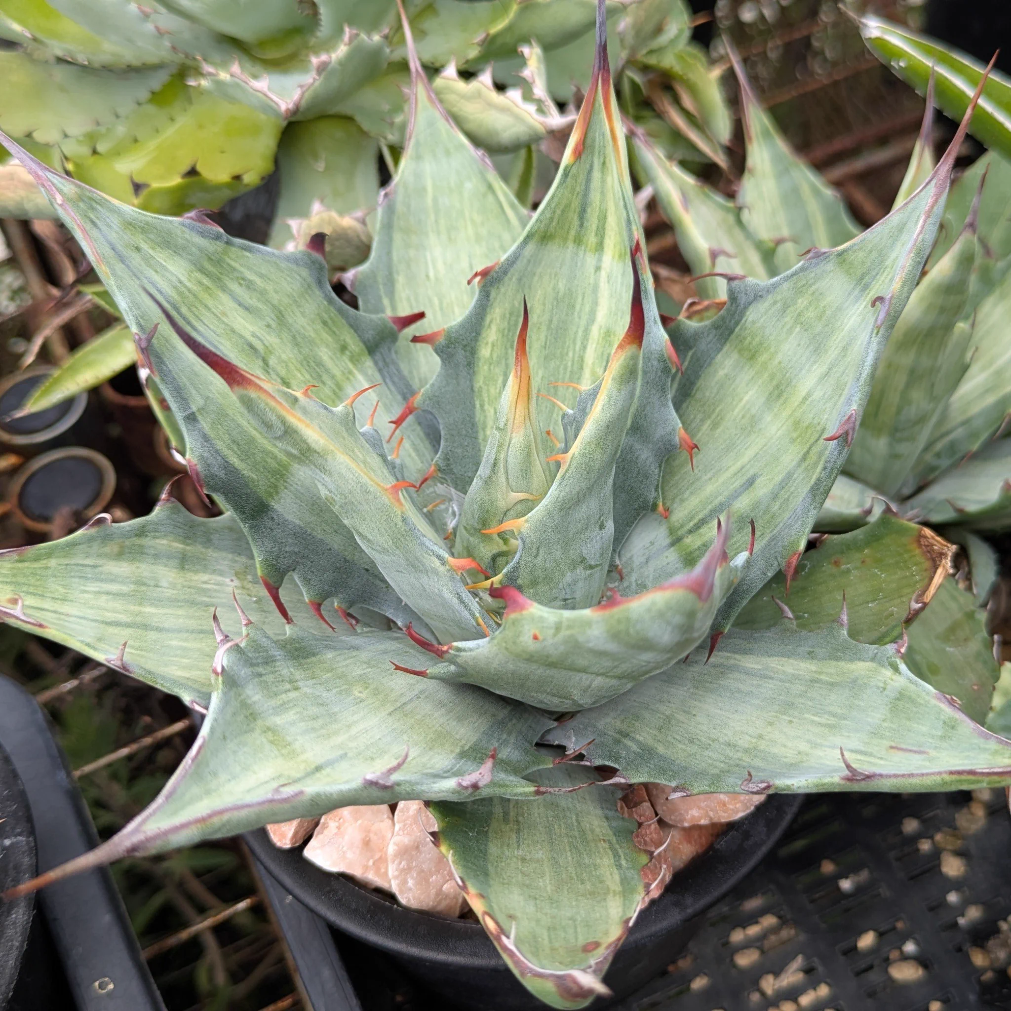 ROUKA plants on X: 