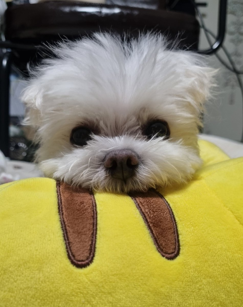 kankayaya's tweet photo. 삐돌이 잘 지내고 있습니다~~~~ https://t.co/KpRxb0GV1Q