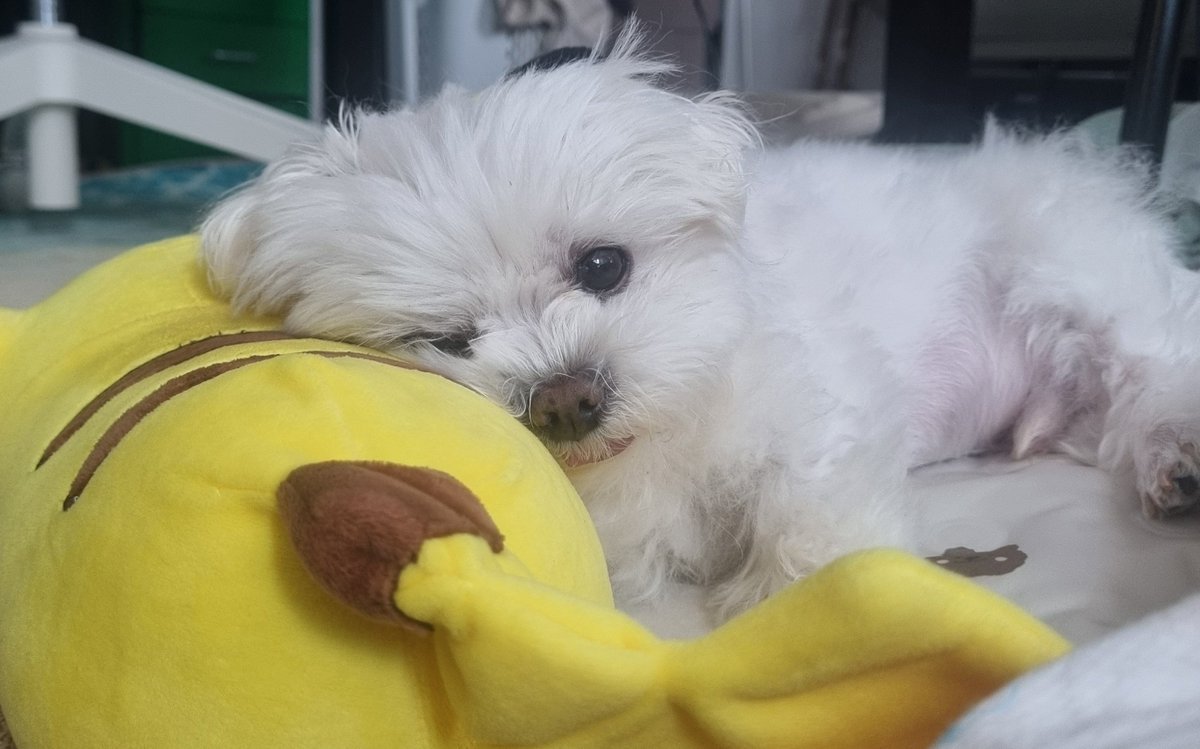 kankayaya's tweet photo. 삐돌이 잘 지내고 있습니다~~~~ https://t.co/KpRxb0GV1Q