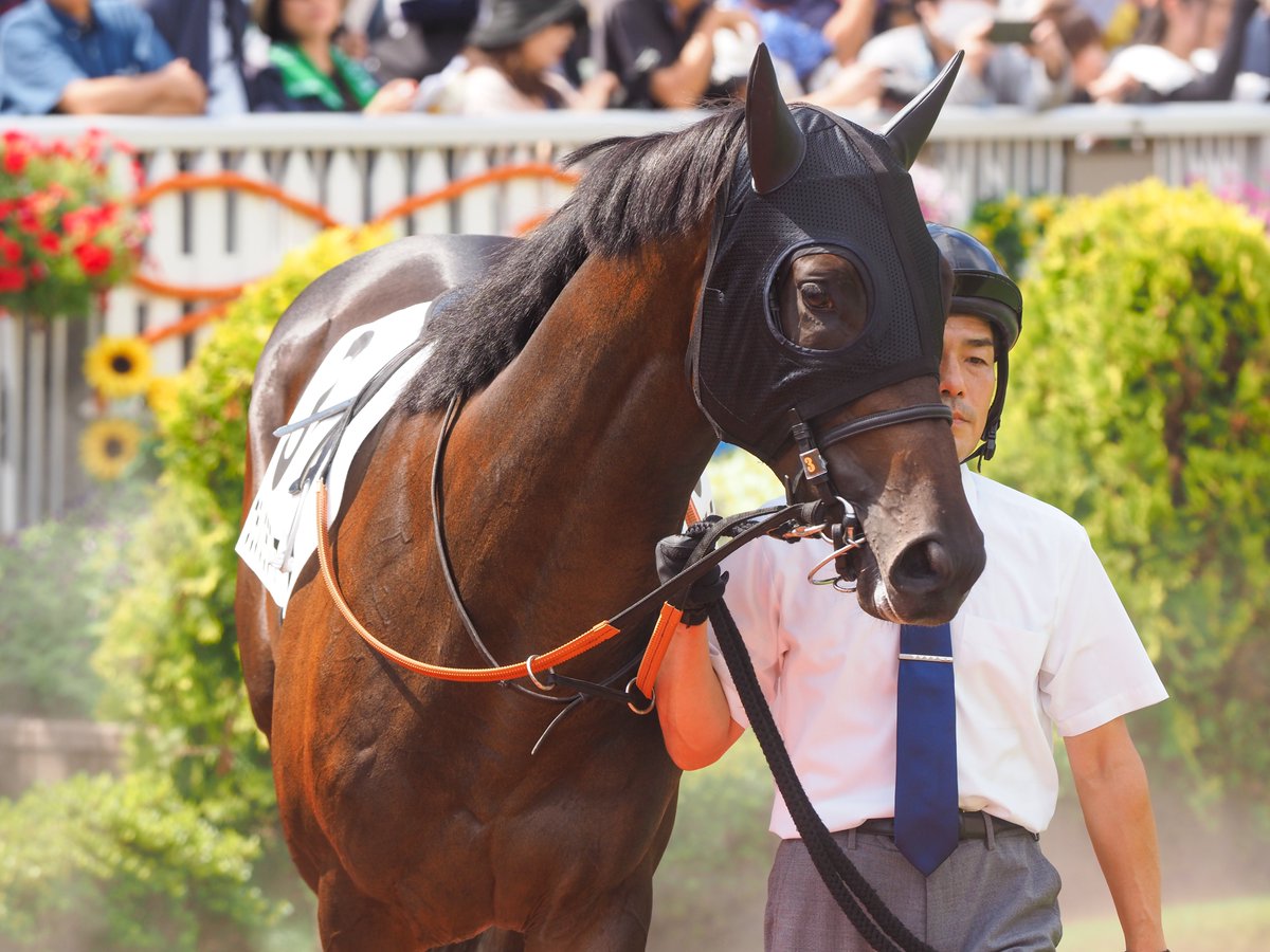 uma_255ri's tweet photo. 2026.08.30 新潟2R 2歳新馬🥇
#ウラノグラフィア
#岩田望来 騎手
#宮田敬介厩舎 https://t.co/ngOhXDZ86a