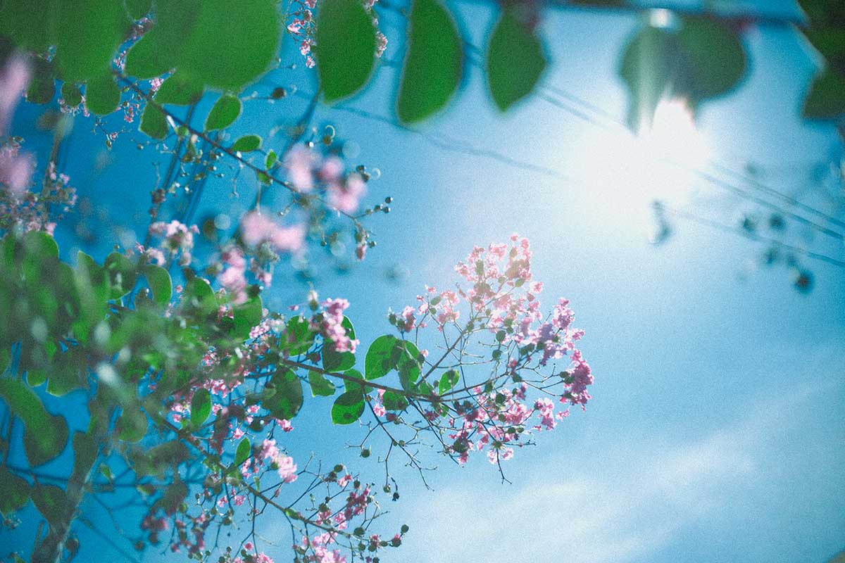 Lightblurphoto's tweet photo. 「光が滲む瞬間」
 #blur #cinematic #キリトリセカイ #写真好きな人と繋がりたい #ファインダー越しの私の世界 #中華レンズ https://t.co/zgRARTy4jm