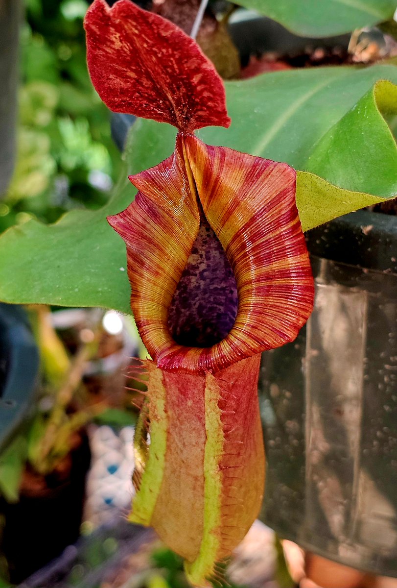hobogato's tweet photo. Watering day pics: N. MSLRV, N. boschiana x clipeata CAR 0487, N. glandulifera x veitchii, N. truncata rippled leaves x veitchii red tiger RE 0103 https://t.co/Gjv5uT6ahJ