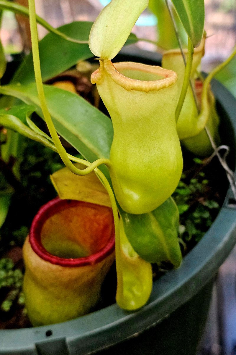 hobogato's tweet photo. N. ventricosa x edwardsiana, N. x SOM (2) x (veitchii x allardii) CAR 0945, N. ventricosa x (maxima x ventricosa) ipu "Princess Mashed Potatoes" Leilani, N. glandulifera x Trusmadiensis https://t.co/JZ1ofr8UJb