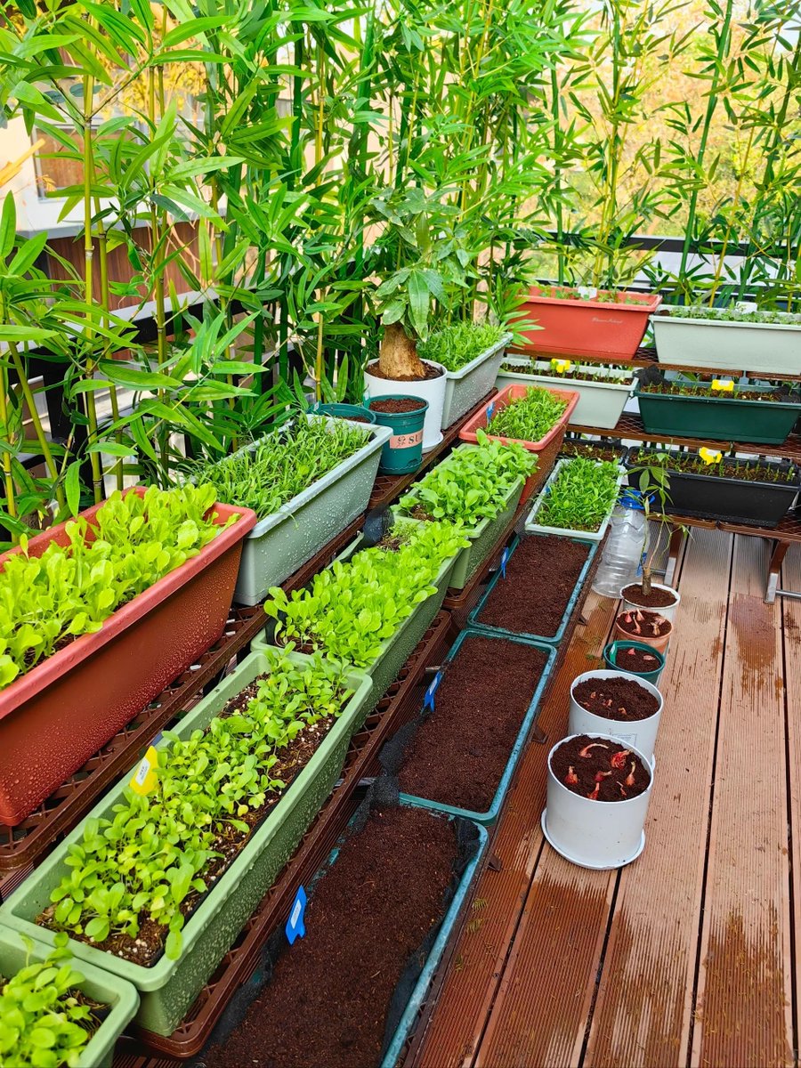 ambem745341's tweet photo. My tiny balcony now has a veggie patch! Fresh tomatoes and herbs instead of just empty space – small changes bring big daily joy. https://t.co/GLVfziFiMr