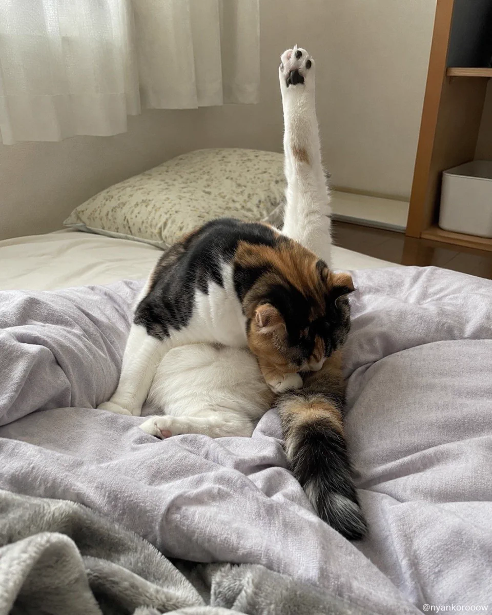X-এ にゃん太郎｜猫画像｜Funny Cats: 