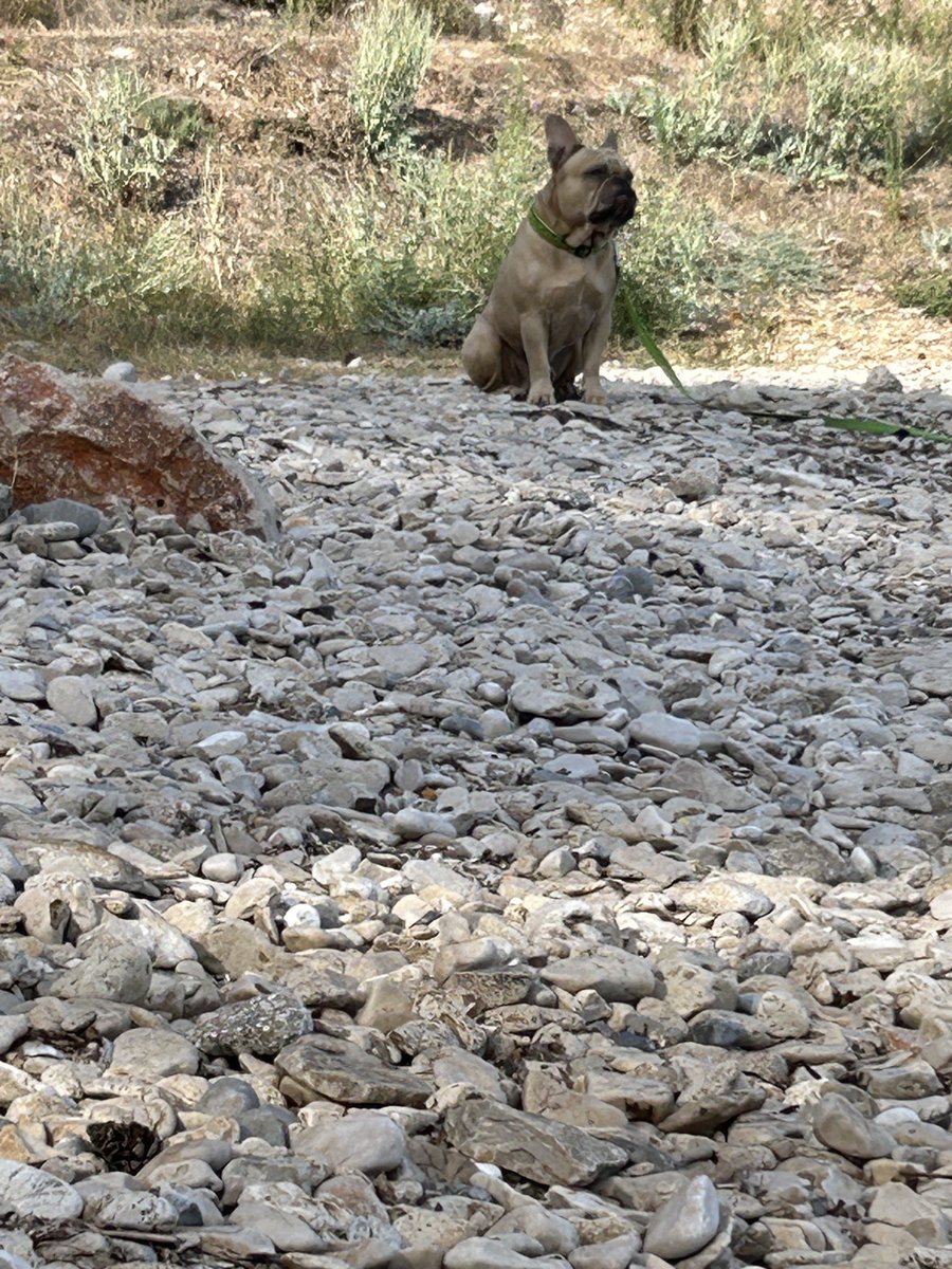 teoiuhas's tweet photo. Un fel de stăpânul plajei. ❤️ https://t.co/J6e7zTlOoE