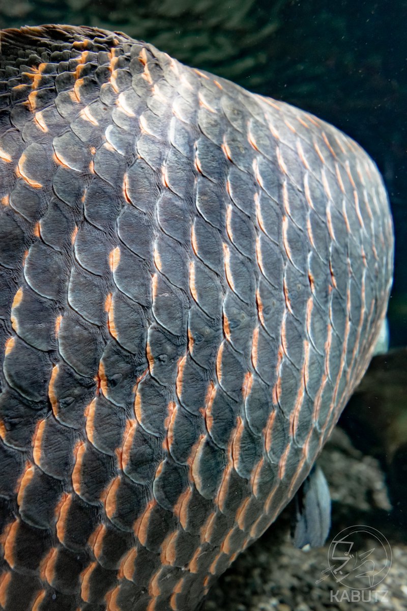 tan_sui_kabutz's tweet photo. 岐阜県には世界最大級の淡水魚水族館があります https://t.co/7q9oKUW73v
