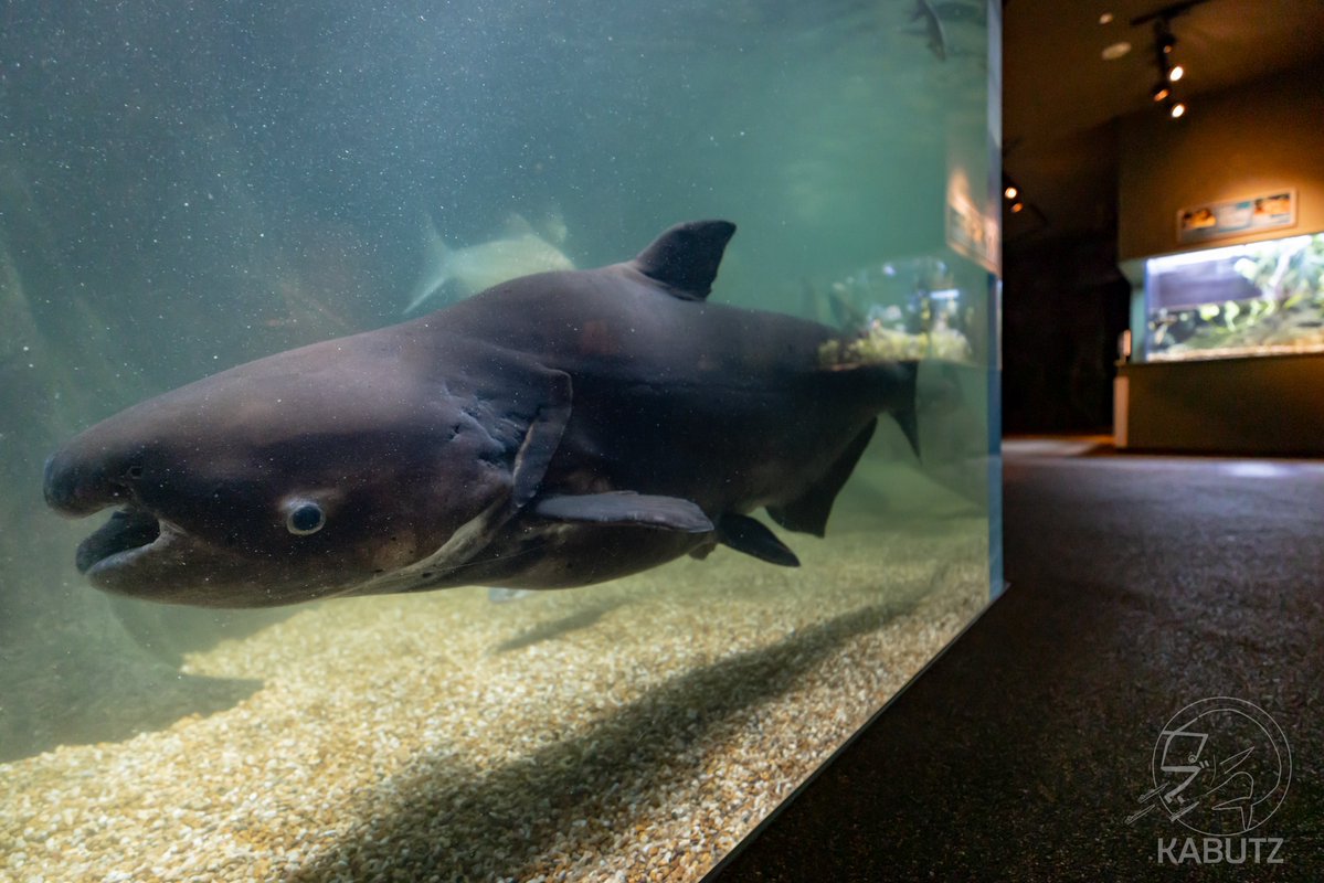 tan_sui_kabutz's tweet photo. 岐阜県には世界最大級の淡水魚水族館があります https://t.co/7q9oKUW73v