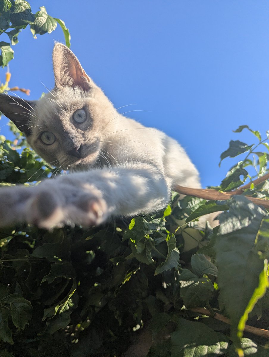 francesolarpunk's tweet photo. Mes parents ont pris un p'tit chat qui est un peu oiseau https://t.co/SQPFbVnzMr