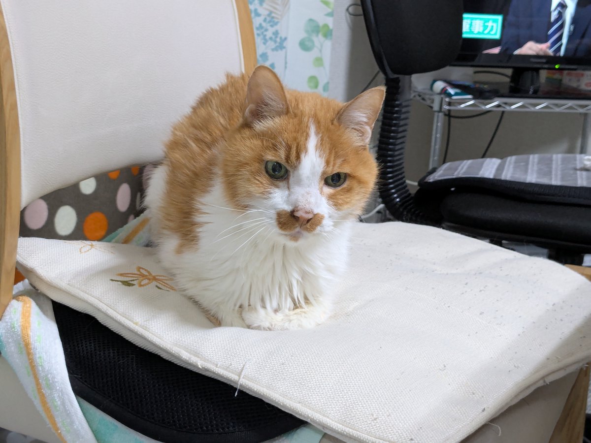 wachineko's tweet photo. 週1の通院を終えたクッキー。
7月から始まった体重の急降下は止まったけど少し痩せすぎ🐈
「食べて出すリズムを整えると体重増えるかも」とのことで、週1の摘便が必須に。
お腹苦しいのは大変だもんね。
通院引き続き頑張ろう🚗
#猫 #20歳猫 #ハイシニア猫 https://t.co/U4gHrOehVf