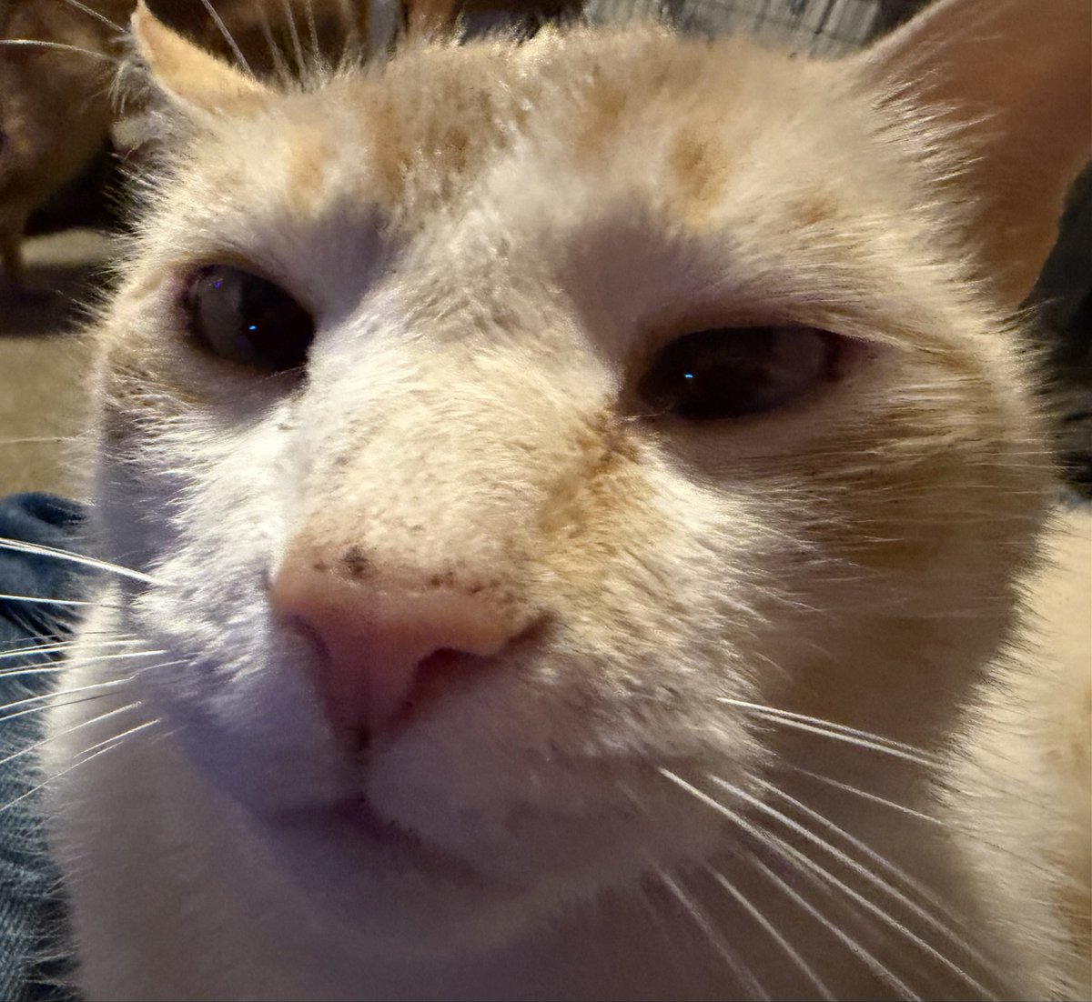 TheodoreCBella's tweet photo. Grognar the Consumer says hi https://t.co/ilRnzGefI8