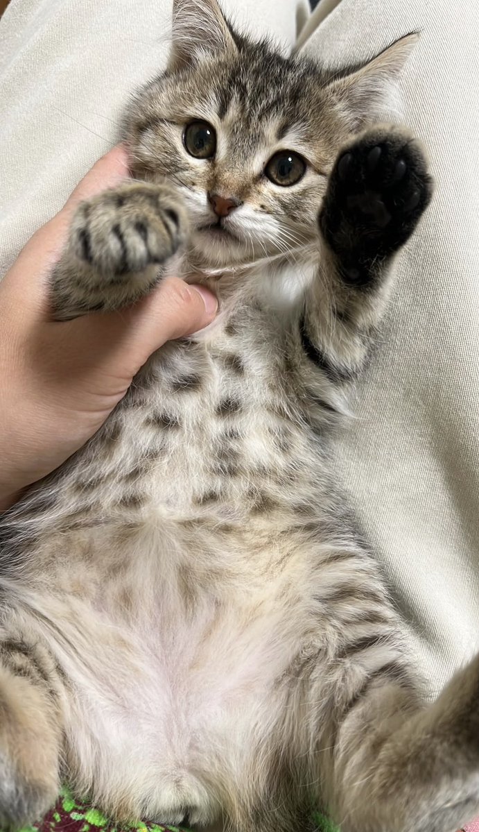 neconecomirin's tweet photo. ( ᐛ👐)ﾊﾟｱ🧡
手に墨がついてるって言われるにゃろ￼ https://t.co/INjADYFZaT