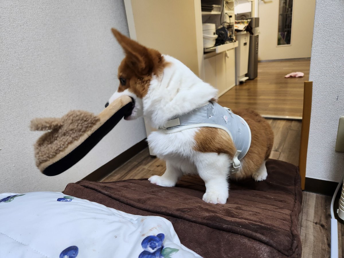 Corgi_Uni_'s tweet photo. スリッパデリバリーサービス② https://t.co/ns0LxxrBzw