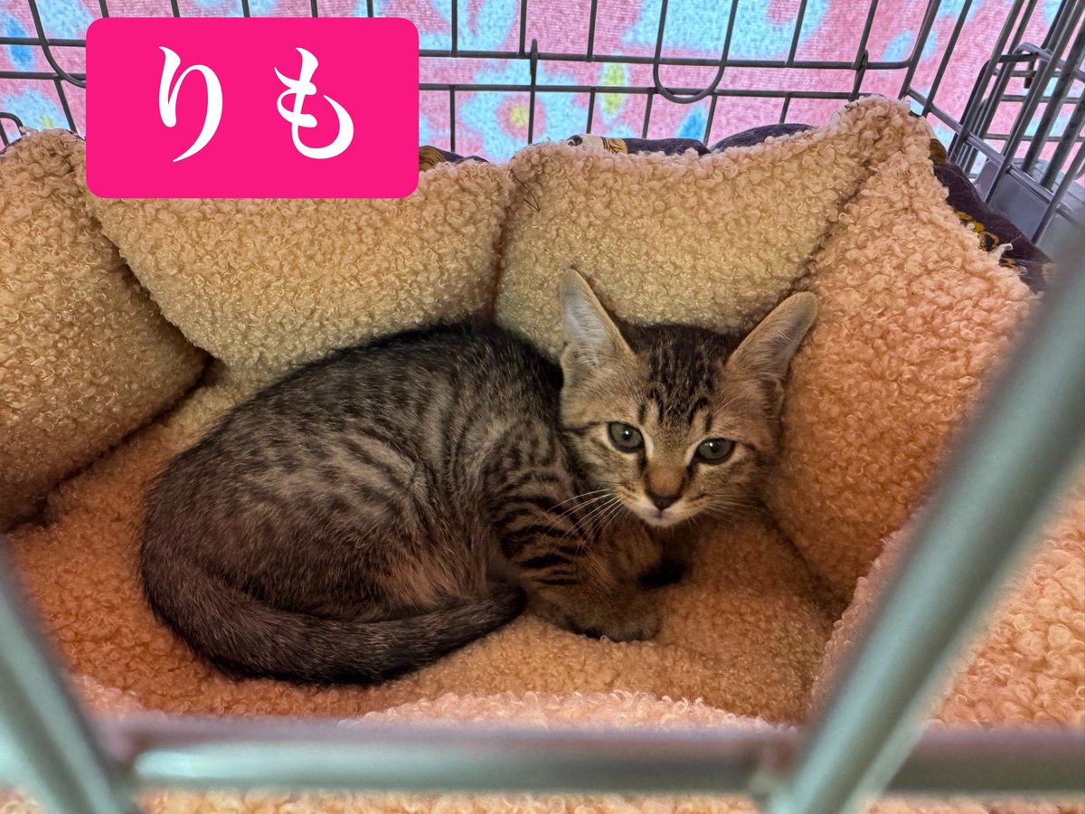 neko222ulala's tweet photo. #machinoneko2026 
#まちのねこ譲渡会
見晴らしの良い
市川市文化会館3階
第5会議室にて
〜人も猫も和やかに〜
🍀🐈‍⬛🍀🐈‍⬛🍀🐈‍⬛🍀🐈‍⬛🍀 https://t.co/88Pyj6PZO0
