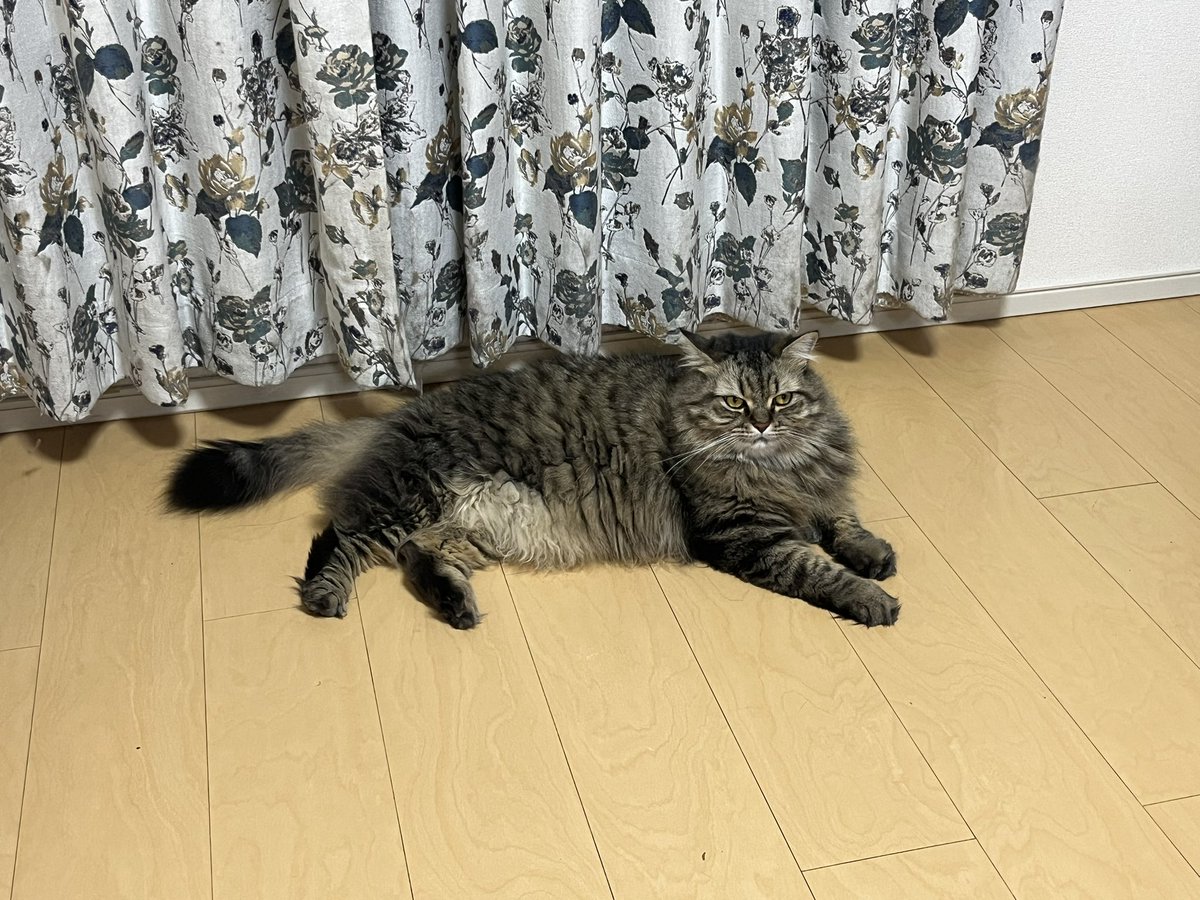 urara211214's tweet photo. うちのねこちゃんも https://t.co/RiiycrfMcU