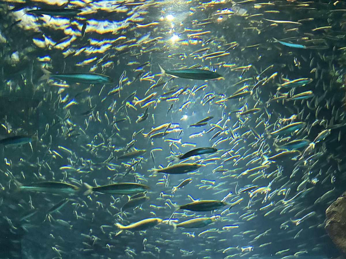 Sabure_yaa's tweet photo. ぬいなしバージョン。
 #水族館 https://t.co/lHyCmEmyHB