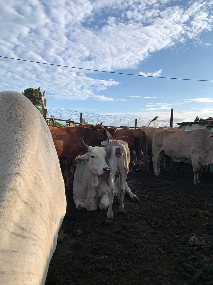 Khamenei68's tweet photo. Morning farm twitter 🌞 https://t.co/TUtisFsPut