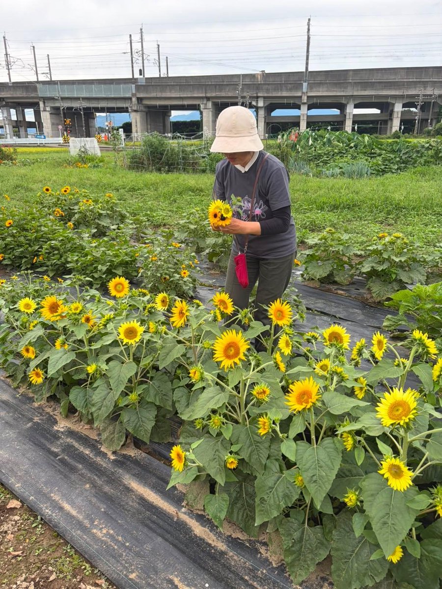 Y18995981's tweet photo. 皆さん∞こんにちは😊ひまわり珈琲３日目始まっています☕🏚️🌻✨🐙✨😊ひまわりみたいなお客様の笑顔の輪が広がっています😊🤭😋🥰😄嬉しい楽しい時間です🙆🤚お時間あったら、いらして下さいね～😄🤚 https://t.co/aKpasJzsxW