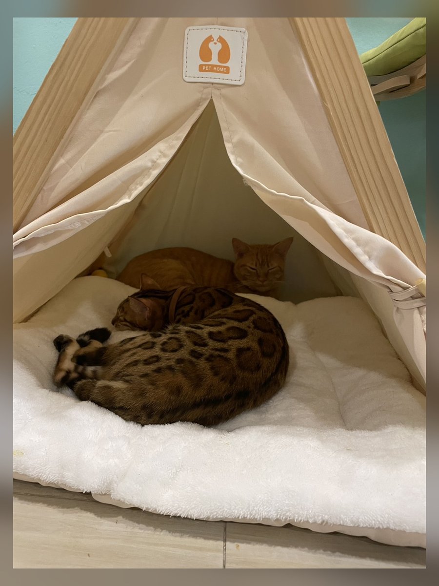 SiameseCatCafe's tweet photo. At first you see Mira in the fabric tent. Look a little deeper and there’s a second face sharing the same small hideaway. Two cats, one very efficient room. 🐱🐱

https://t.co/Fcqhut79ET
#Bangkok #CatCafe #CatsOfX https://t.co/XRzfgpkKuf