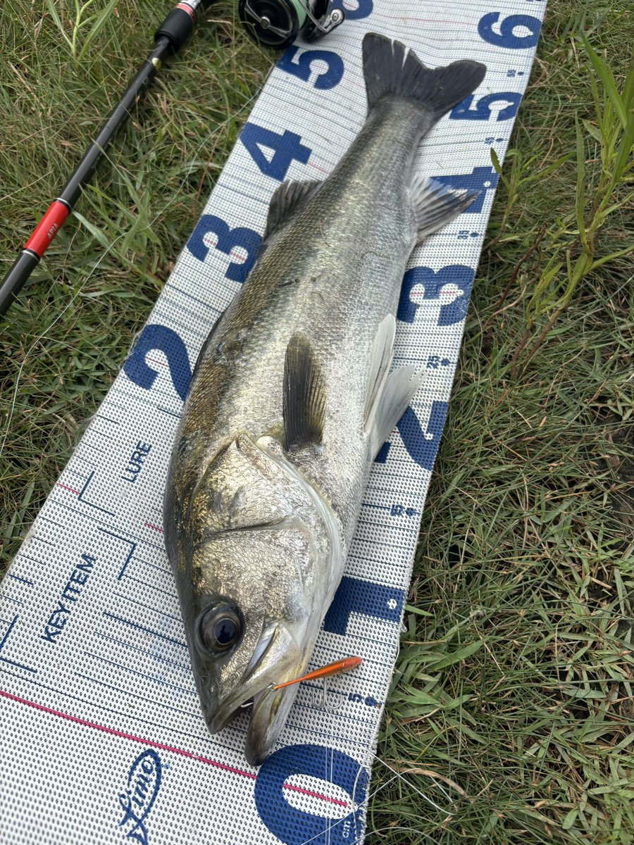 daiP_A_LUNKER's tweet photo. 信じてひたすらキャスト！
追加キャッチ✨

#SEABASS
#シーバス
#メタルマスター
#APIA
#Foojin'RS 
#PURSUINGALUNKER. https://t.co/AEmZ91Qw6p