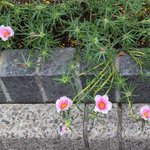 Photo by としま案内人長崎町 (@zenkeit)