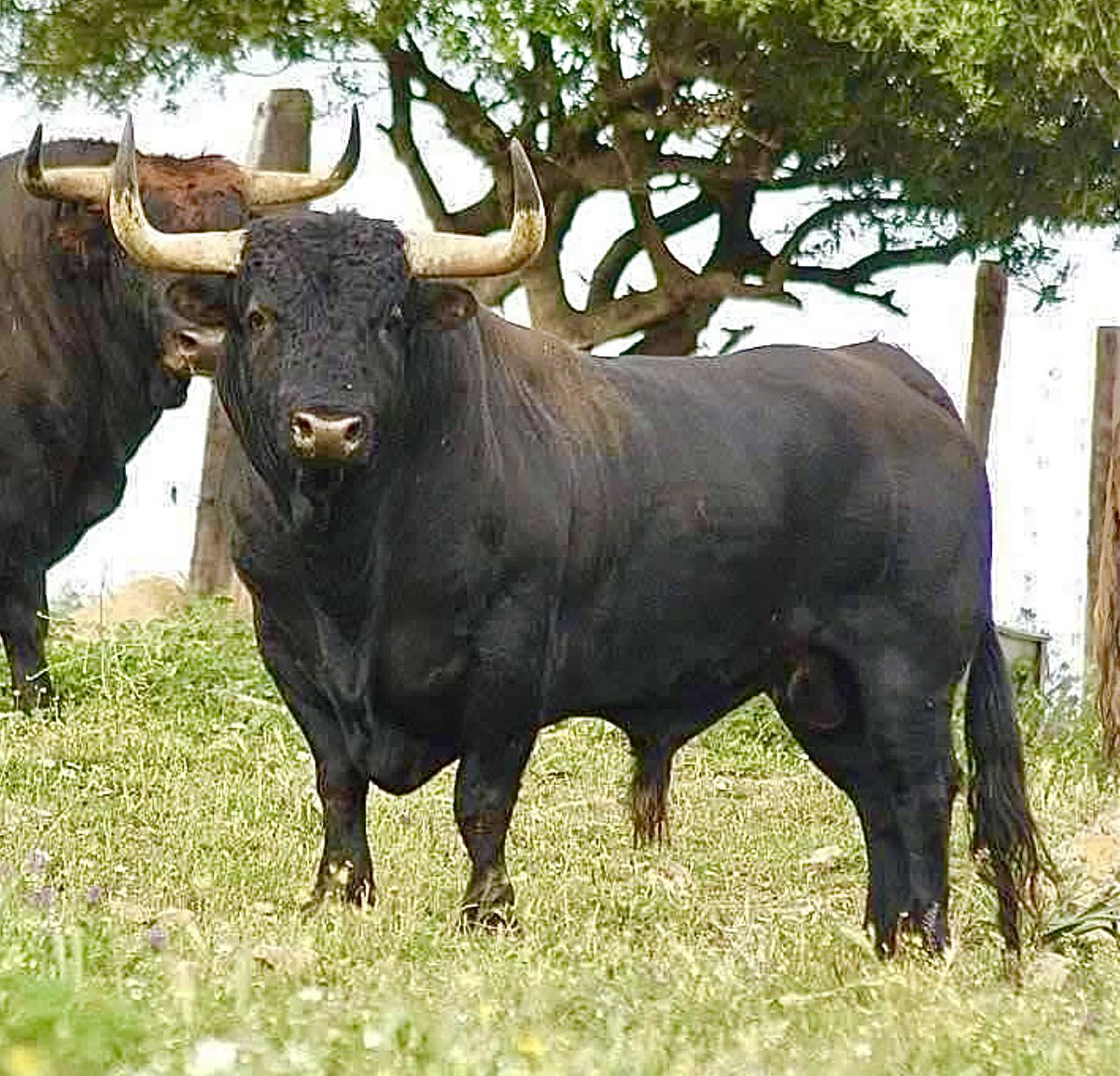 Ignacioirujo's tweet photo. #Toro #Bulls #Spain #Tauromaquia #Espectacular #Belleza #Bravura #Nobleza #Fuerza #GanadoBravo #Cultura #Dehesa #ReinoAnimal #Colorido #Presencia #Respeto #Fuerza #PielDeToro #CorridaDeToros #Maestro #PlazaDeToros #FiestaBrava #Torero #MatadorDeToros #CulturaEspañola #España🇪🇸 https://t.co/AkXSEveae1