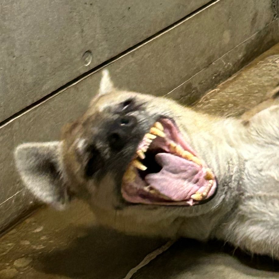 ChibaZoo's tweet photo. ※どちらもイトゥバの写真です。

大きく開く顎と鋭い歯を見ると、彼女たち本来の力を感じてドキリ。可愛い姿に絆されすぎては危険だと改めることができます。（飼2）#千葉市動物公園 #ブチハイエナ #ハイエナ地位向上委員会 https://t.co/YpMtrmsbxP