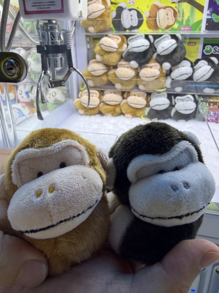 changorihouse's tweet photo. さて、今日のウホウホゴリラ捕獲の旅の成果は…
#ウホウホゴリラ

お目当てのパンプアップくんはROUND1にはいなかった😑
GIGOでバナナプルバックカー
ウホウホではないけど可愛いゴリラ
そしてROUND1でスケボーギミックを捕獲！お疲れさまでした https://t.co/6rjpNyifYK