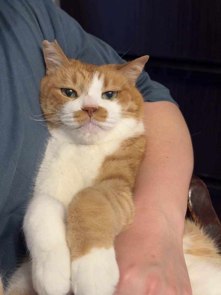 mitoconcon's tweet photo. おうち猫も12年目ともなると、抱っこしたときの表情に愛されている自覚と揺るぎない自信が溢れていてよき。大変によき。まごうことなく一生愛される運命にある。 https://t.co/3FqxEVKKJR