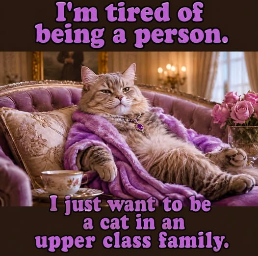 1stLadyHooligan's tweet photo. ๐น๐
#Cats #CutenessOverload #Funny https://t.co/h928PgWf4y