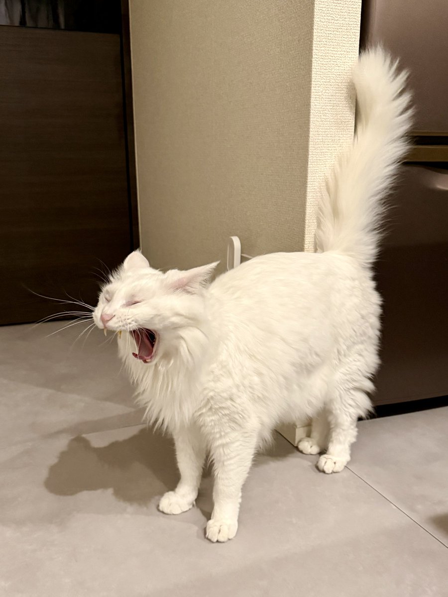 mamemoimoi's tweet photo. ほぁー！ねこがおきましたよ！ https://t.co/Rx3xIDVec2